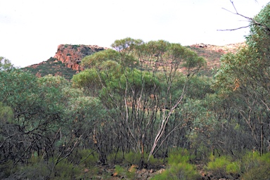 APII jpeg image of Eucalyptus sp. Flinders Ranges (D.Nicolle 562)  © contact APII