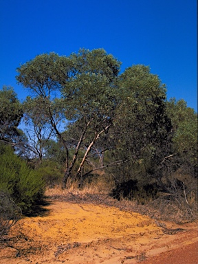 APII jpeg image of Eucalyptus jucunda  © contact APII