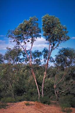 APII jpeg image of Eucalyptus kessellii  © contact APII