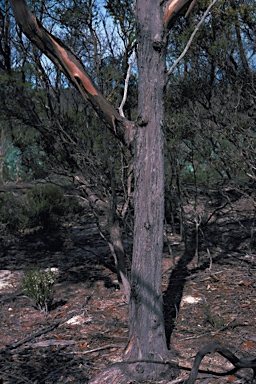 APII jpeg image of Eucalyptus kessellii  © contact APII