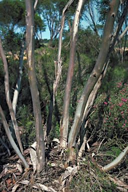 APII jpeg image of Eucalyptus leptocalyx  © contact APII