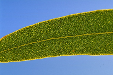 APII jpeg image of Eucalyptus mannensis subsp. mannensis  © contact APII