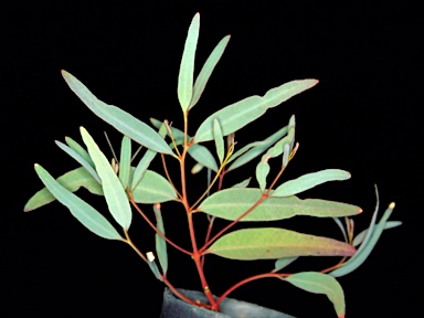 APII jpeg image of Eucalyptus mannensis subsp. mannensis  © contact APII