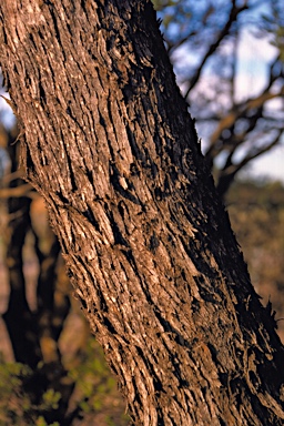 APII jpeg image of Eucalyptus melanoxylon  © contact APII