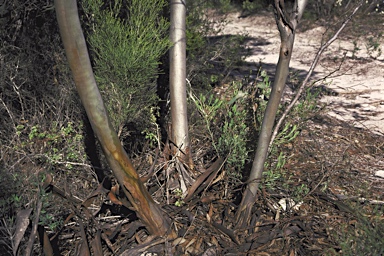 APII jpeg image of Eucalyptus obtusiflora  © contact APII