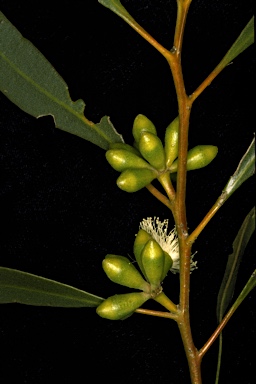 APII jpeg image of Eucalyptus odorata  © contact APII