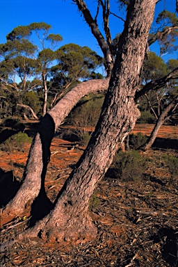 APII jpeg image of Eucalyptus oleosa subsp. oleosa  © contact APII