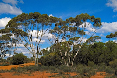 APII jpeg image of Eucalyptus olivina  © contact APII