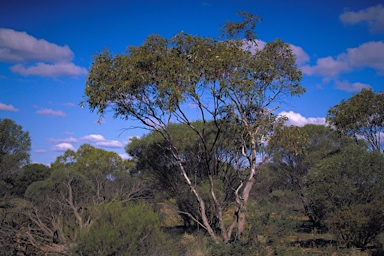 APII jpeg image of Eucalyptus petraea  © contact APII