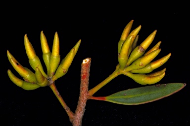 APII jpeg image of Eucalyptus phaenophylla subsp. phaenophylla  © contact APII