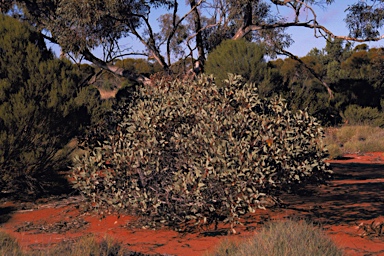 APII jpeg image of Eucalyptus pimpiniana  © contact APII