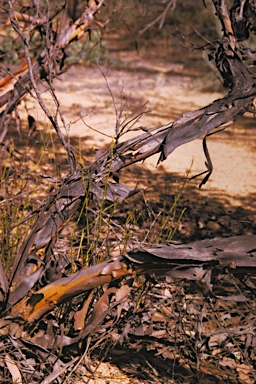 APII jpeg image of Eucalyptus pluricaulis subsp. porphyrea  © contact APII