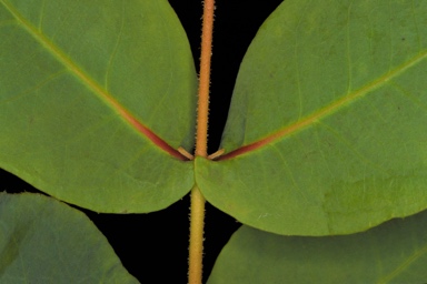 APII jpeg image of Eucalyptus preissiana subsp. lobata  © contact APII