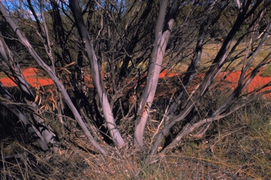 APII jpeg image of Eucalyptus rosacea  © contact APII