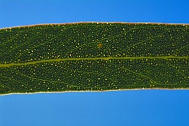 APII jpeg image of Eucalyptus sargentii subsp. sargentii  © contact APII