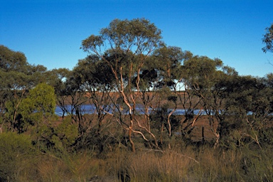 APII jpeg image of Eucalyptus diminuta  © contact APII