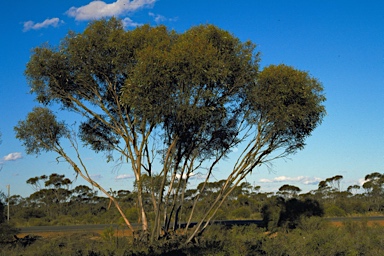 APII jpeg image of Eucalyptus scyphocalyx  © contact APII