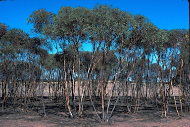 APII jpeg image of Eucalyptus sheathiana  © contact APII