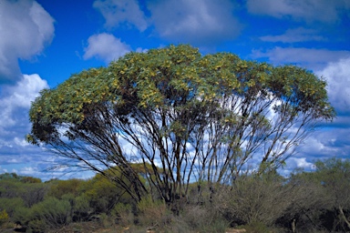 APII jpeg image of Eucalyptus sporadica  © contact APII