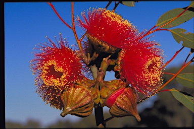 APII jpeg image of Eucalyptus youngiana  © contact APII