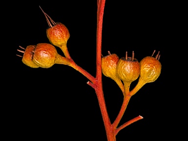 APII jpeg image of Eucalyptus socialis subsp. victoriensis  © contact APII