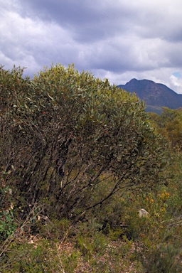 APII jpeg image of Eucalyptus xanthonema subsp. apposita  © contact APII