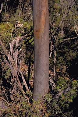 APII jpeg image of Eucalyptus stoatei  © contact APII