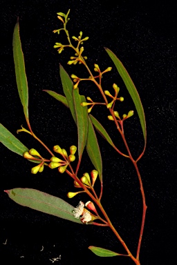 APII jpeg image of Eucalyptus gracilis  © contact APII