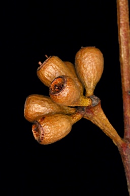 APII jpeg image of Eucalyptus luteola  © contact APII