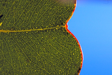 APII jpeg image of Eucalyptus orbifolia  © contact APII