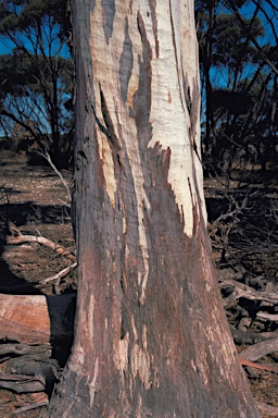 APII jpeg image of Eucalyptus fasciculosa  © contact APII