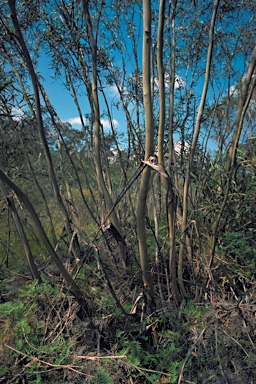 APII jpeg image of Eucalyptus moorei subsp. moorei  © contact APII