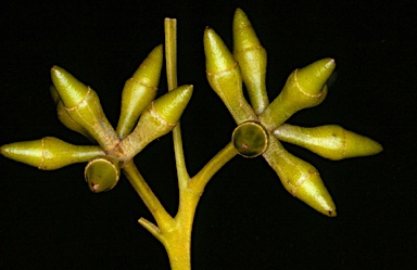 APII jpeg image of Eucalyptus punctata  © contact APII