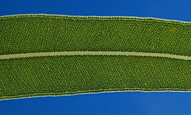 APII jpeg image of Corymbia citriodora subsp. variegata  © contact APII