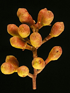 APII jpeg image of Corymbia citriodora subsp. variegata  © contact APII