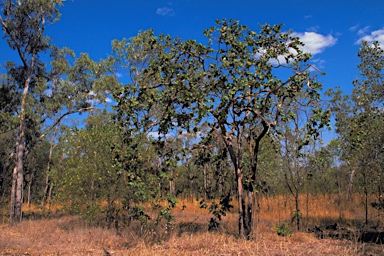 APII jpeg image of Corymbia chartacea  © contact APII