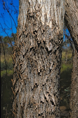 APII jpeg image of Eucalyptus chlorophylla  © contact APII