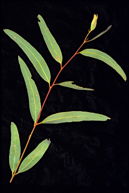 APII jpeg image of Eucalyptus chlorophylla  © contact APII