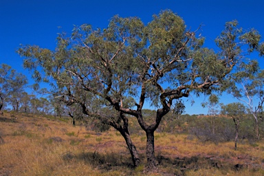 APII jpeg image of Corymbia cliftoniana  © contact APII