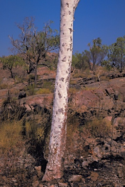 APII jpeg image of Corymbia dichromophloia  © contact APII