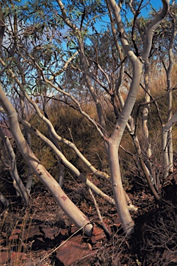 APII jpeg image of Corymbia ferriticola  © contact APII