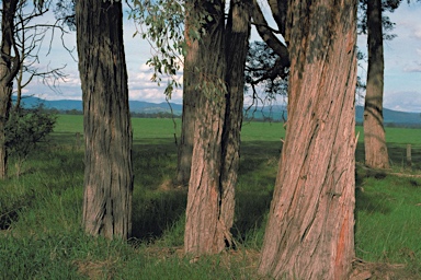 APII jpeg image of Eucalyptus alligatrix subsp. limaensis  © contact APII