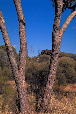 APII jpeg image of Corymbia terminalis  © contact APII