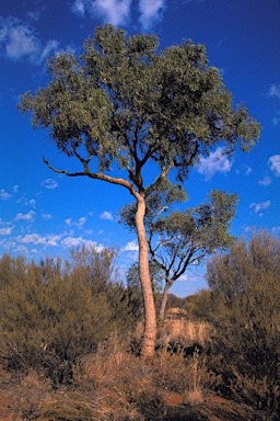 APII jpeg image of Corymbia terminalis  © contact APII