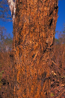 APII jpeg image of Eucalyptus phoenicea  © contact APII