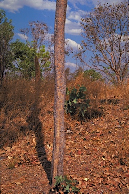 APII jpeg image of Corymbia polysciada  © contact APII