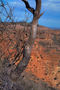 APII jpeg image of Eucalyptus prominens  © contact APII