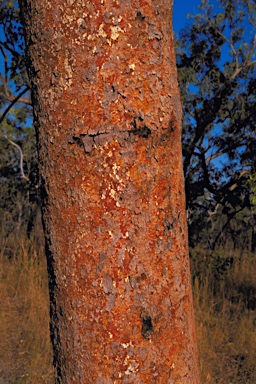 APII jpeg image of Corymbia umbonata  © contact APII