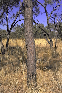 APII jpeg image of Corymbia ferruginea subsp. stypophylla  © contact APII