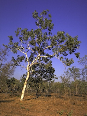 APII jpeg image of Corymbia grandifolia subsp. grandifolia  © contact APII